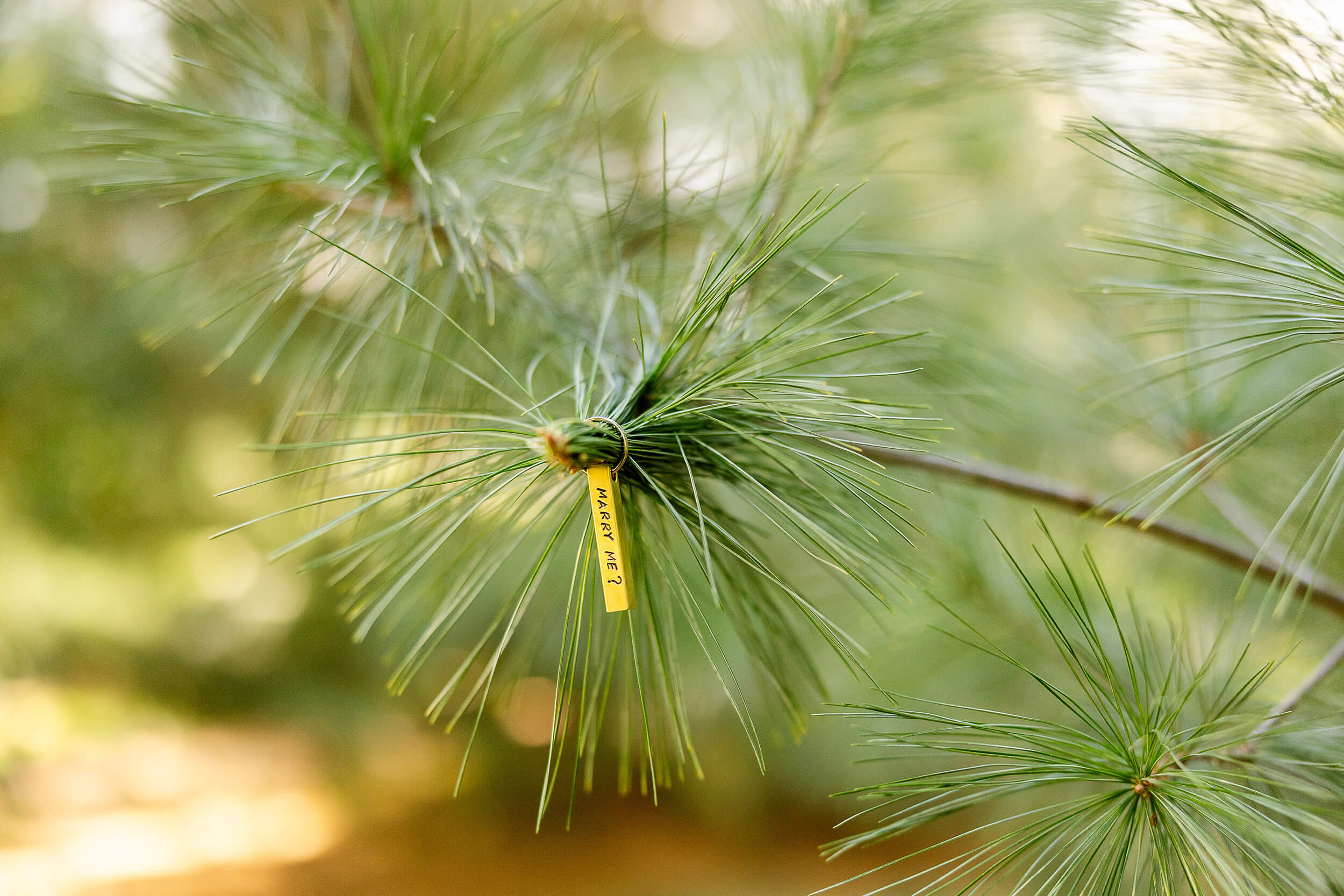 Moeller Milestone: Joey & Nicole